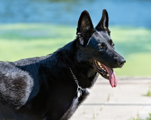 German Shepherd in the open air