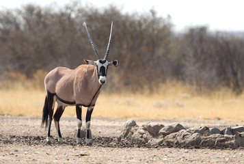 Oryx at a waterhole, Kalahari desert