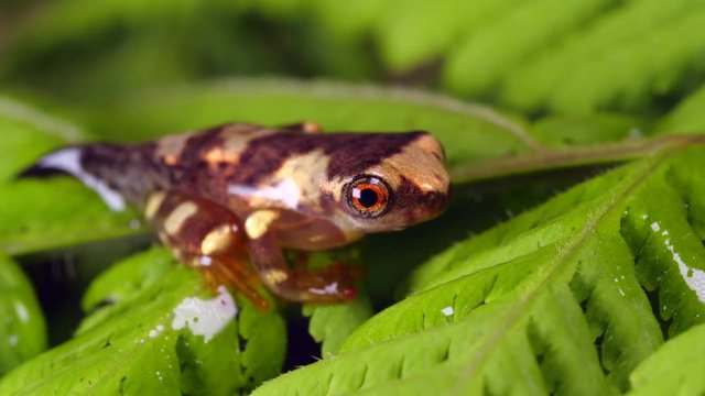 Sarayacu treefrog (Dendropsophus sarayacuensis) a newly metamorphosed juvenile still with tail. Above a pond in the Ecuadorian Amazon
