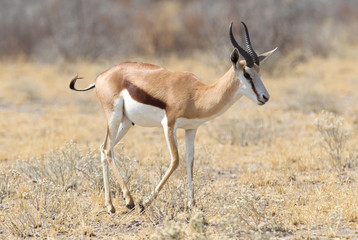 Naklejka na ściany i meble Springbok antelope (Antidorcas marsupialis) in it's natural habitat
