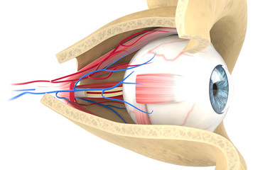 Eye Anatomy detail including: iris, cornea, pupil, sclera, nerve optic and muscle.