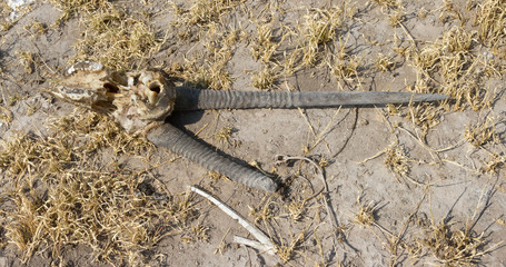 Death in the Desert - Oryx (gemsbok) antelope skull