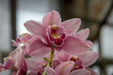Obraz na płótnie Canvas The orchid
