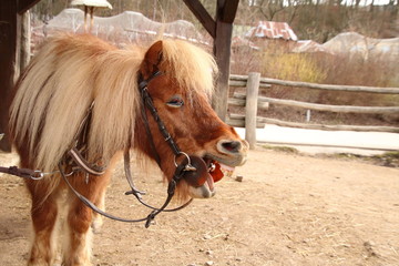 Shetland pony