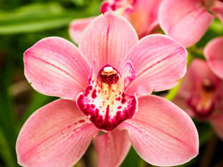Fototapeta na wymiar The orchid