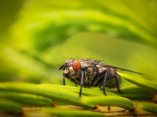 Fly