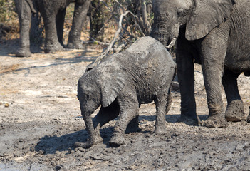 Elephant calf taking a mudbath