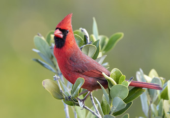 Northern Cardinal