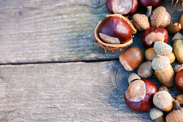Chestnuts and acorns on wooden background