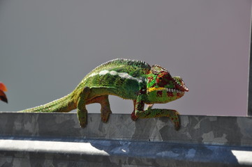 CAMÉLÉON ÎLE RÉUNION