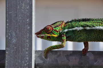 caméléon île Réunion