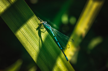 Blue damselfly caught prey on a leaf of a river grass