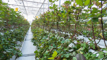 close-up of irrigation beds in the greenhouse. industrial hothouse for growing roses