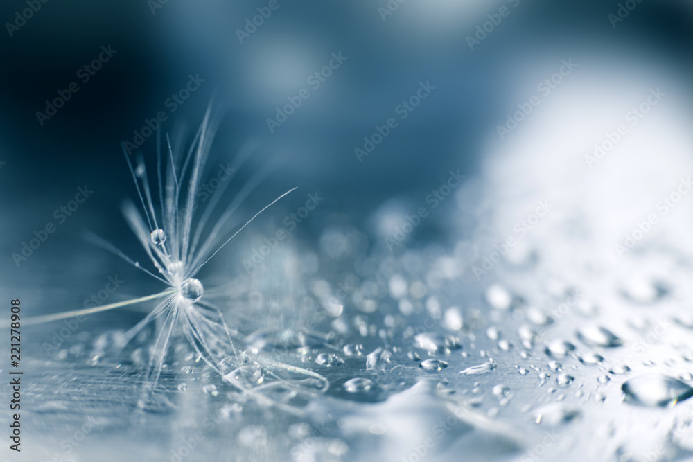 Wall mural a drop of water on a dandelion.dandelion seed on a blue background with copy space close-up
