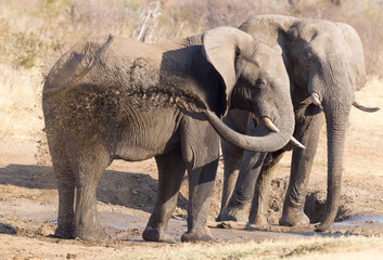 Group of african elephants at a waterhole