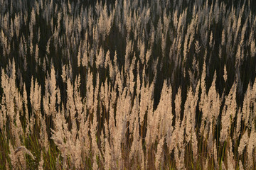 Steppe feather grass at sunset. Spikes of field grass in the evening sun.