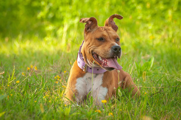 American Staffordshire Terrier sitting on the grass