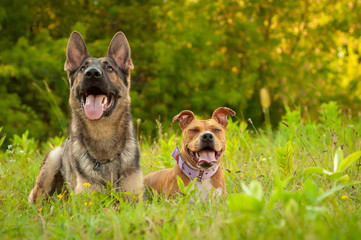 Portrait of a German Shepherd and an American Staffordshire Terrier