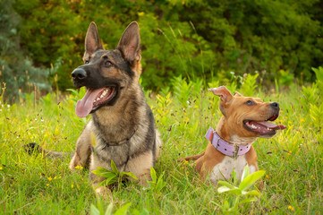 Portrait of a German Shepherd and an American Staffordshire Terrier