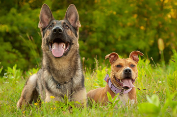 Portrait of a German Shepherd and an American Staffordshire Terrier