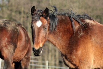 Beauty of a horse