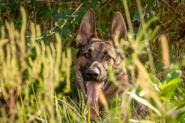 Portrait of a German Shepherd dog lying on the tall grass