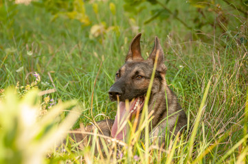 Portrait of a German Shepherd dog lying on the tall grass