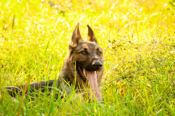Portrait of a German Shepherd dog lying on the tall grass