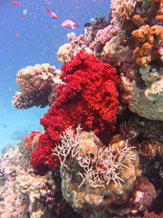 Naklejka na ściany i meble view of the Dichotomy fire coral and fish in the Red Sea