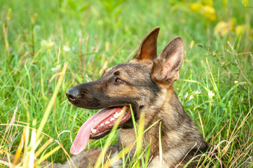 Portrait of a German Shepherd dog lying on the tall grass