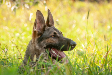 Portrait of a German Shepherd dog lying on the tall grass
