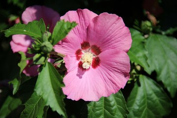 Hibiskus / Roseneibisch © FK-Textograf
