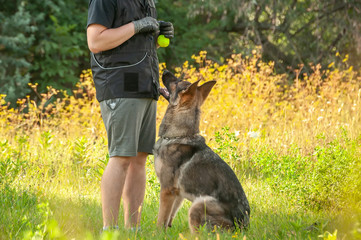 A german shepherd dog and his trainer with a ball - Powered by Adobe