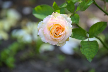 pink rose in the garden