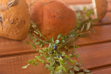 twig  branch shoots of blueberries on a wooden background and mushrooms orange-cap boletus