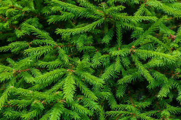 The texture of green FIR branches