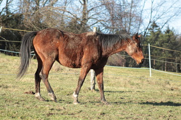 Obraz premium Beauty of a horse