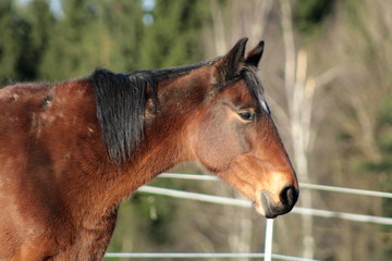 Beauty of a horse