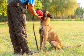 A Malinois Belgian Shepherd dog and his trainer with a ball - obrazy, fototapety, plakaty