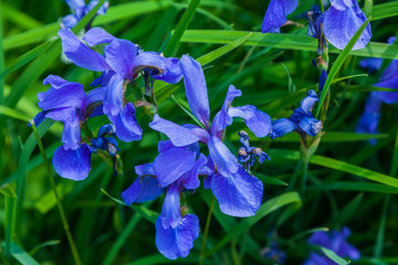 Blue flowers on a green background