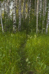 Fototapeta premium Birch Grove in the summer