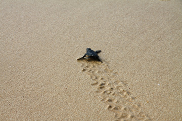 Hatched sea turtle leaving footprints in the wet sand on it's way into the ocean