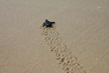 Hatched sea turtle leaving footprints in the wet sand on it's way into the ocean