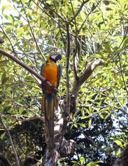 Blue-and-yellow macaw sitting on green tree