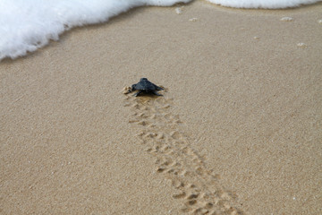 Hatched sea turtle leaving footprints in the wet sand on it's way into the ocean