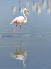 Fototapeta na wymiar Flamingo (Phoenicopterus ruber) walking in water with big reflection seen from profile, in the Camargue is a natural region located south of Arles, France, between the Mediterranean Sea 