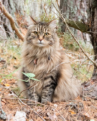 Naklejka na ściany i meble Siberian forest cat