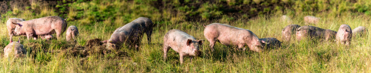 Schweine auf der Alm, Panorama