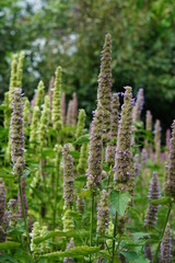 Agastache blue and white