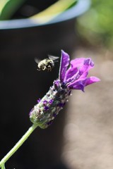 Hummel fliegt zu Lavendel